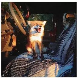 孤狸的夏天2免费观看